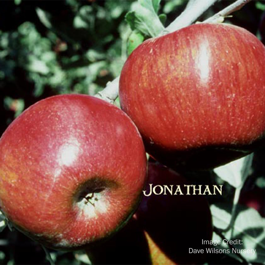 Jonathan Apple