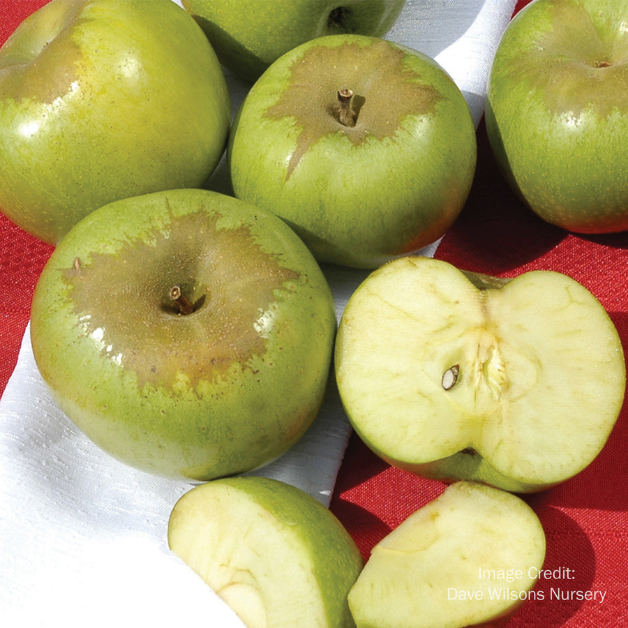 Newton Pippin Apple