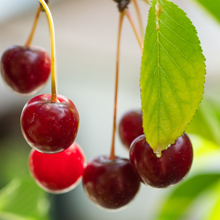 Balaton Cherry