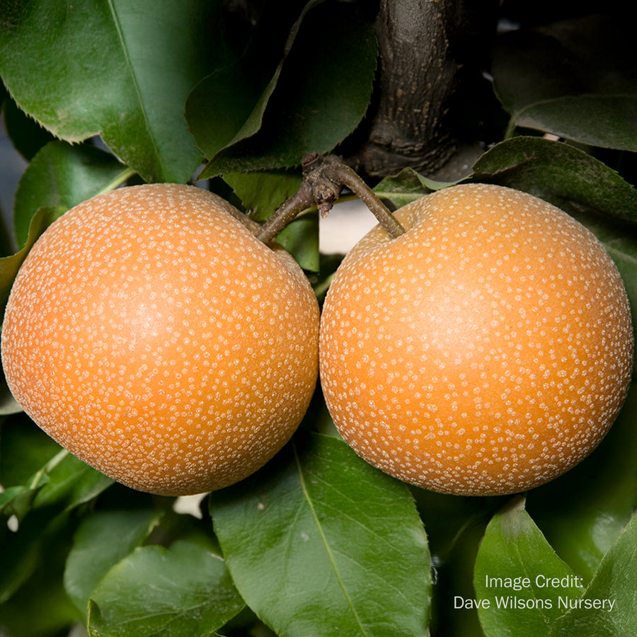Hosui Pear