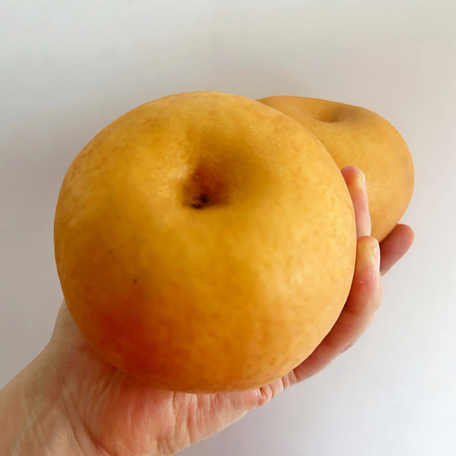 Hardy Giant Pear