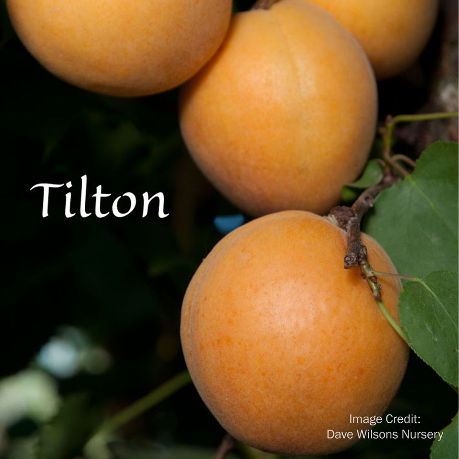 Tilton Apricot