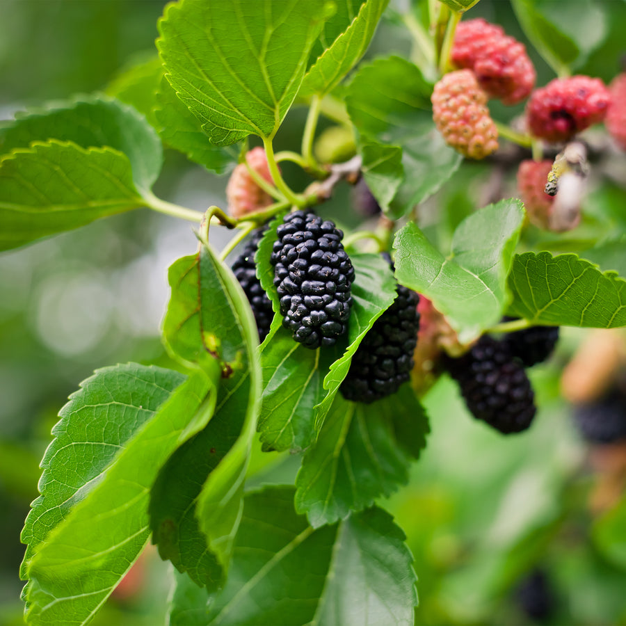 Mojo Dwarf Mulberry
