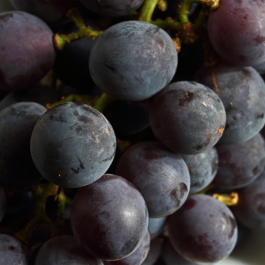 Catawba Grape