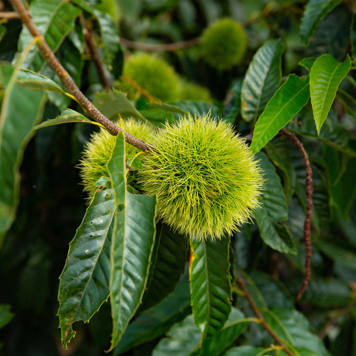 Chinese Chestnut