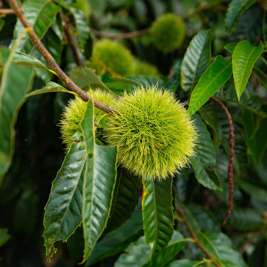 Chinese Chestnut