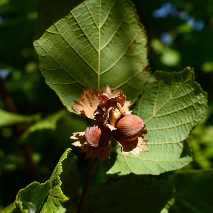 American Hazelnut