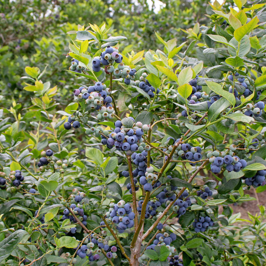 Highbush Blueberry