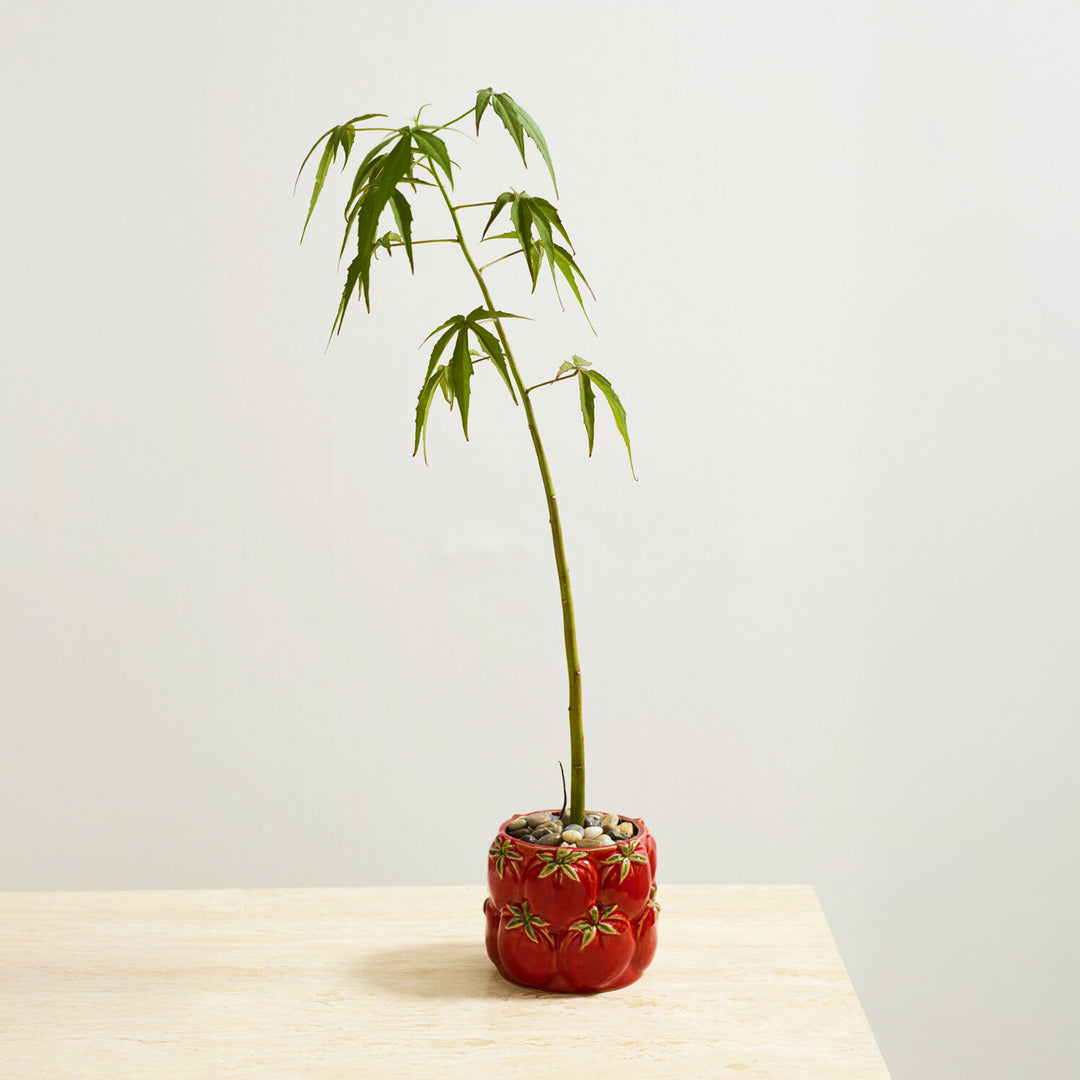 Cucina Tomato Pot