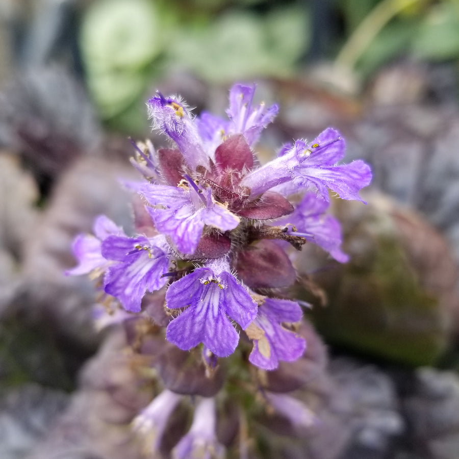 Black Scallop Bugleweed