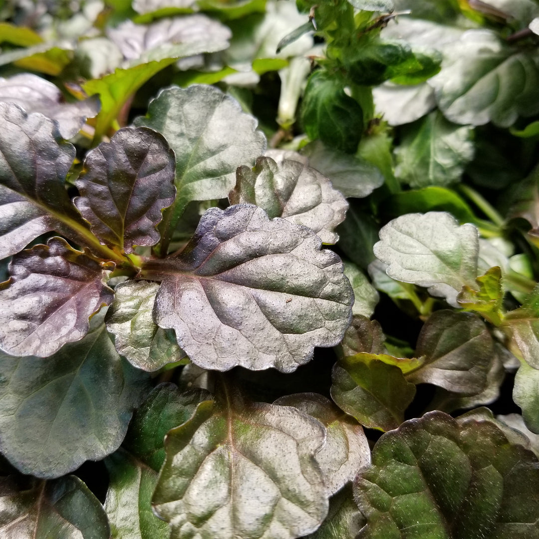 Black Scallop Bugleweed