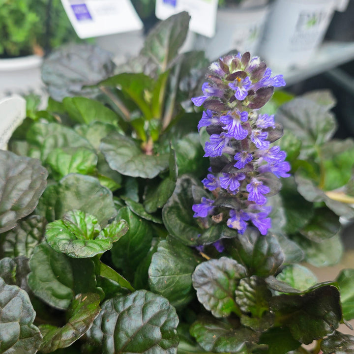 Black Scallop Bugleweed