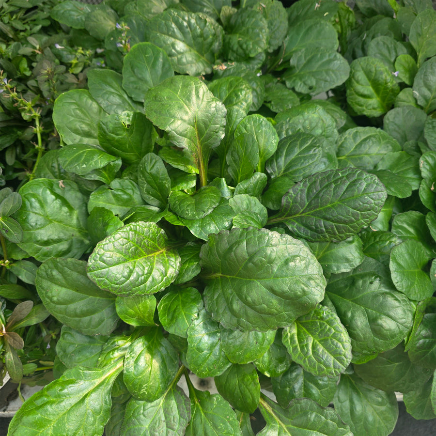 Catlin's Giant Bugleweed