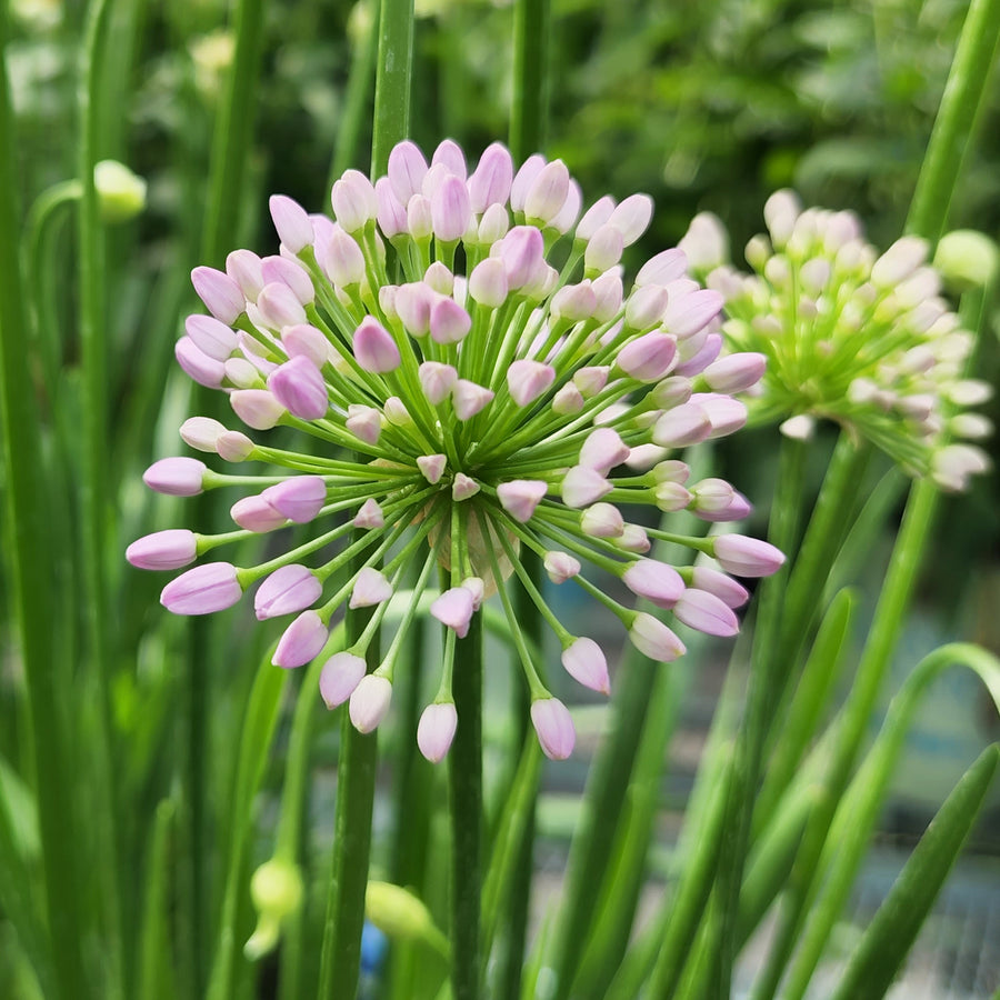 Millenium Ornamental Onion