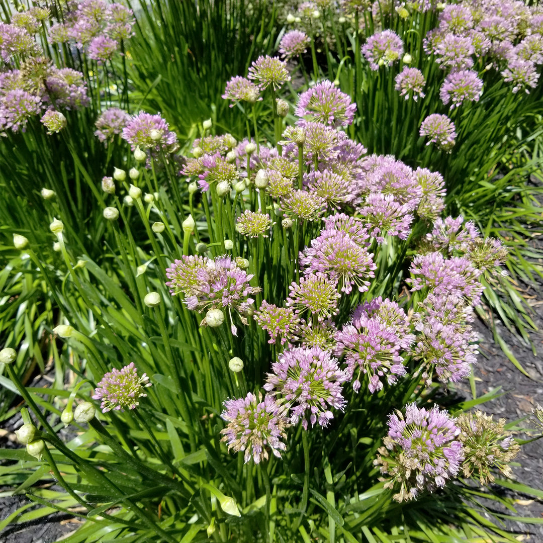 Millenium Ornamental Onion