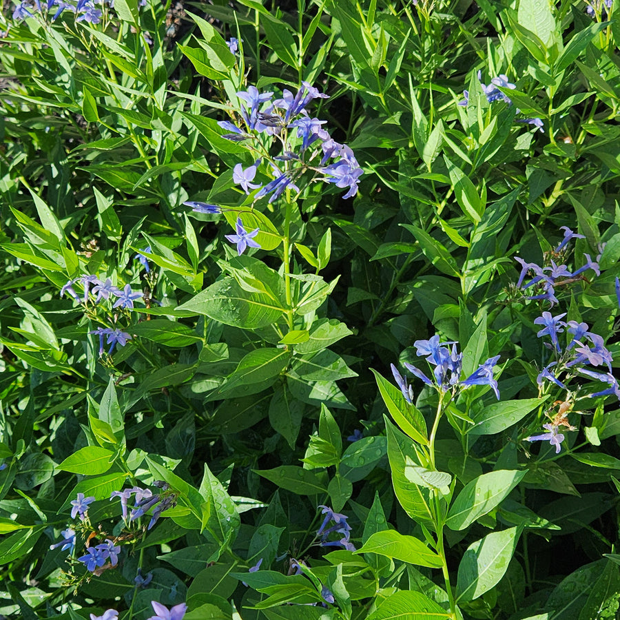 Blue Ice Blue Star