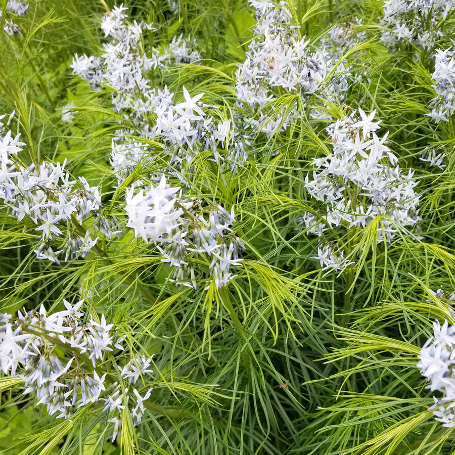 Blue Star