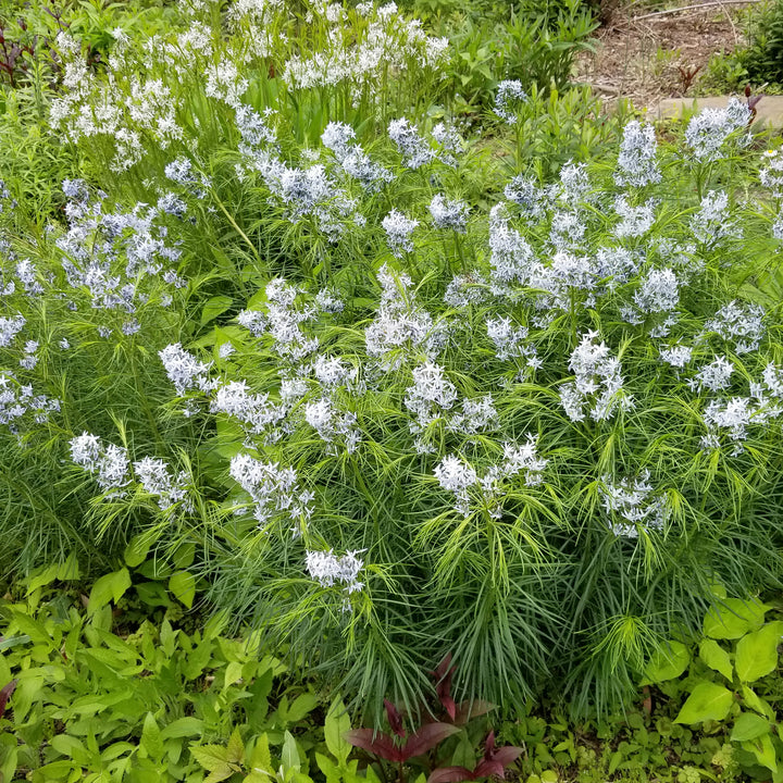 Blue Star