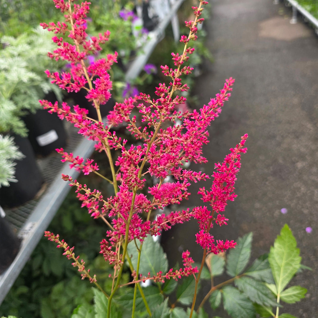 Fanal Astilbe