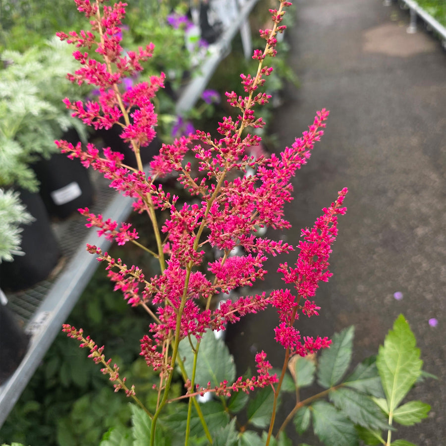 Fanal Astilbe
