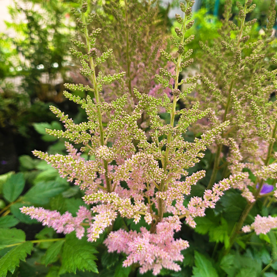Vision in Pink Astilbe