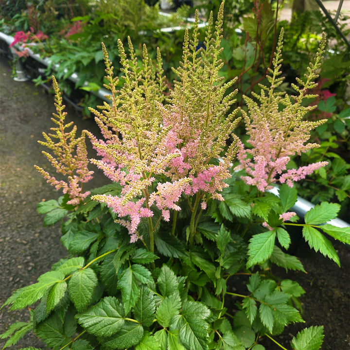 Vision in Pink Astilbe