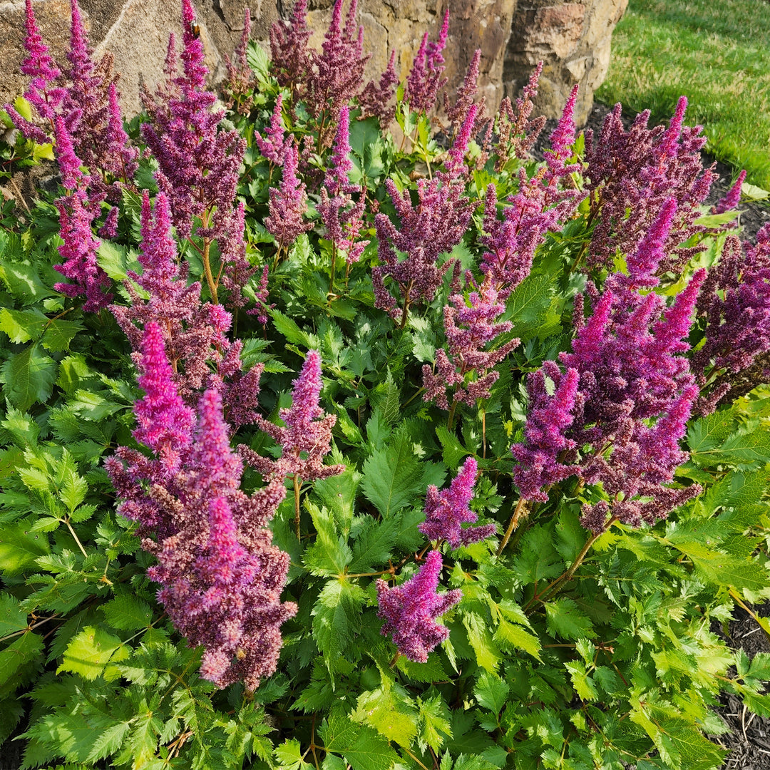 Visions Astilbe