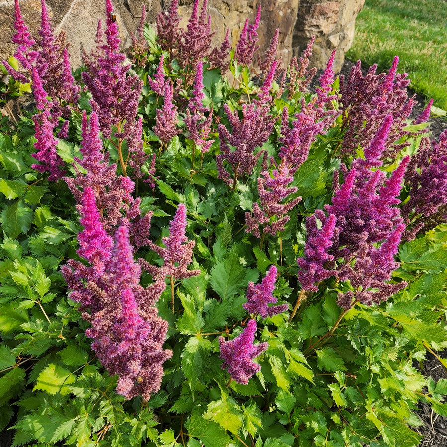 Visions Astilbe