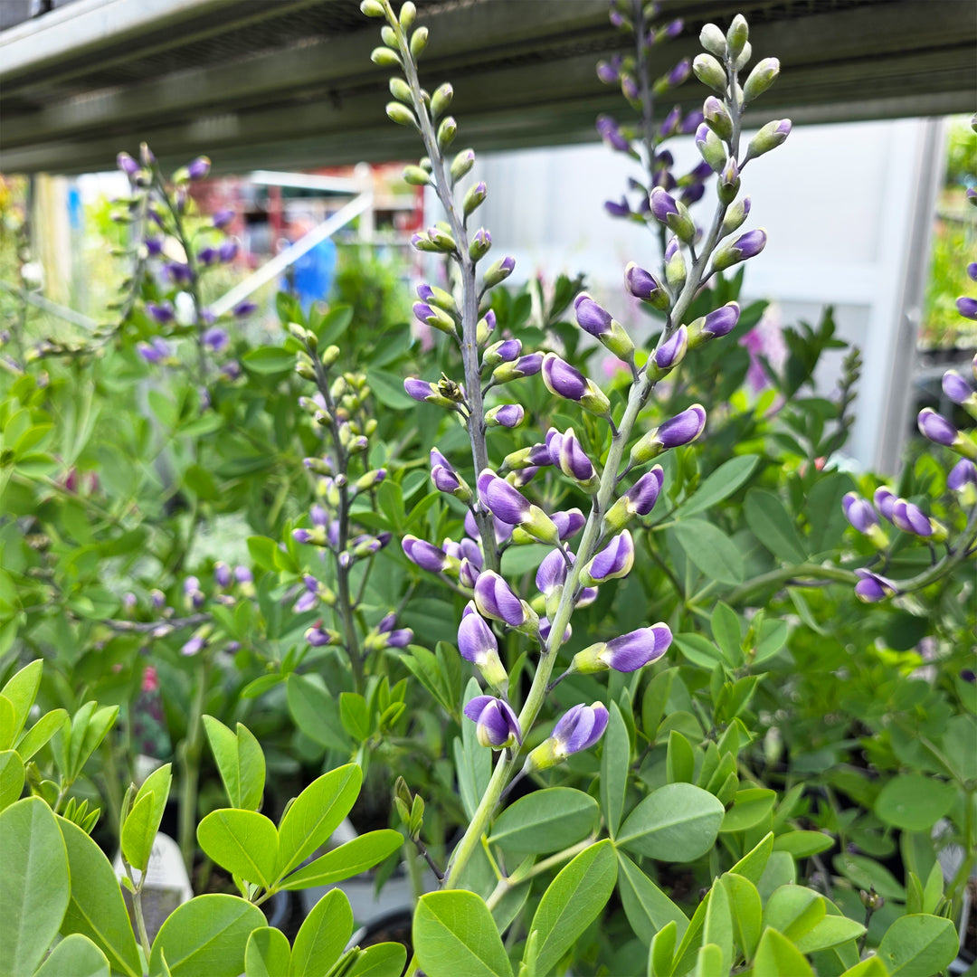 False Indigo
