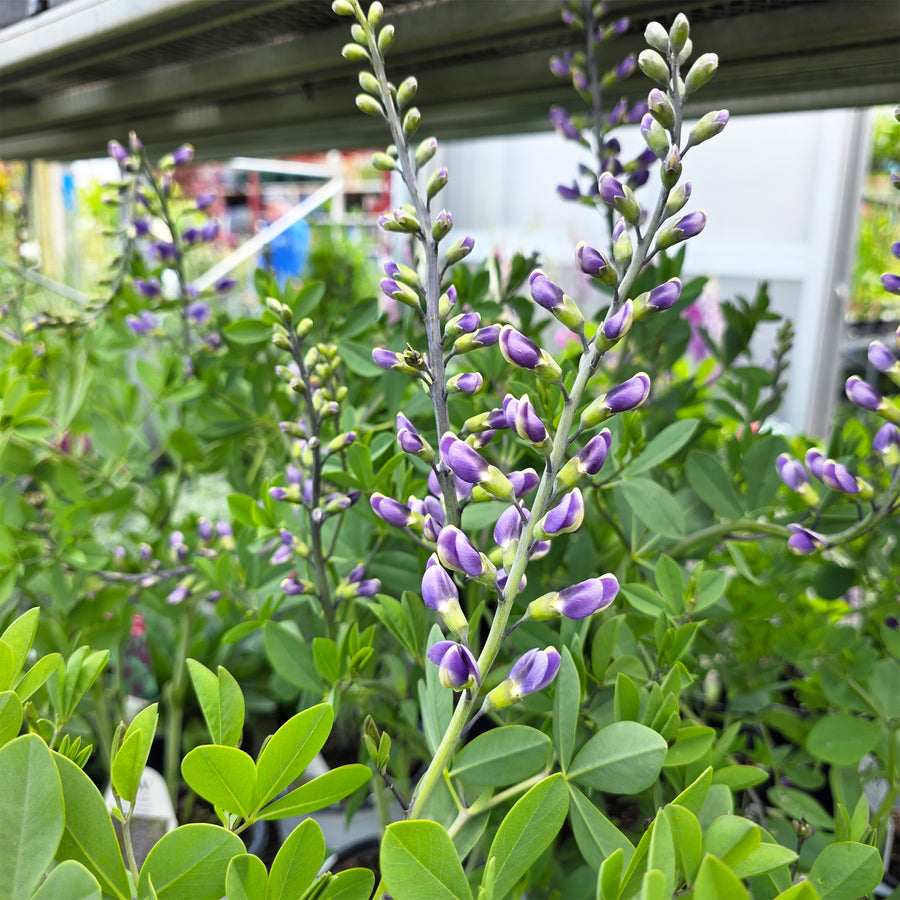 False Indigo