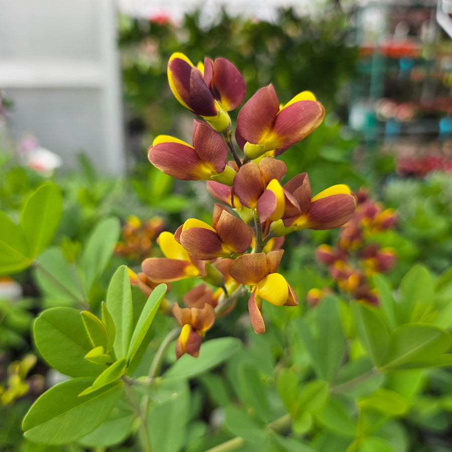 Cherries Jubilee False Indigo
