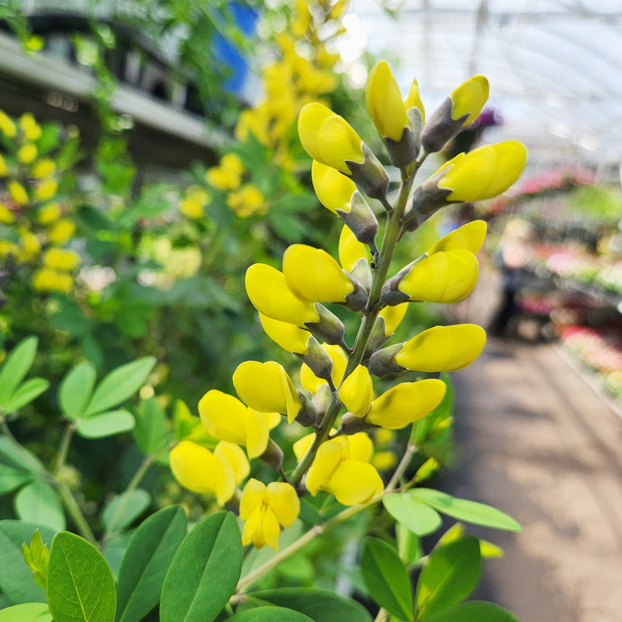 Lemon Meringue False Indigo