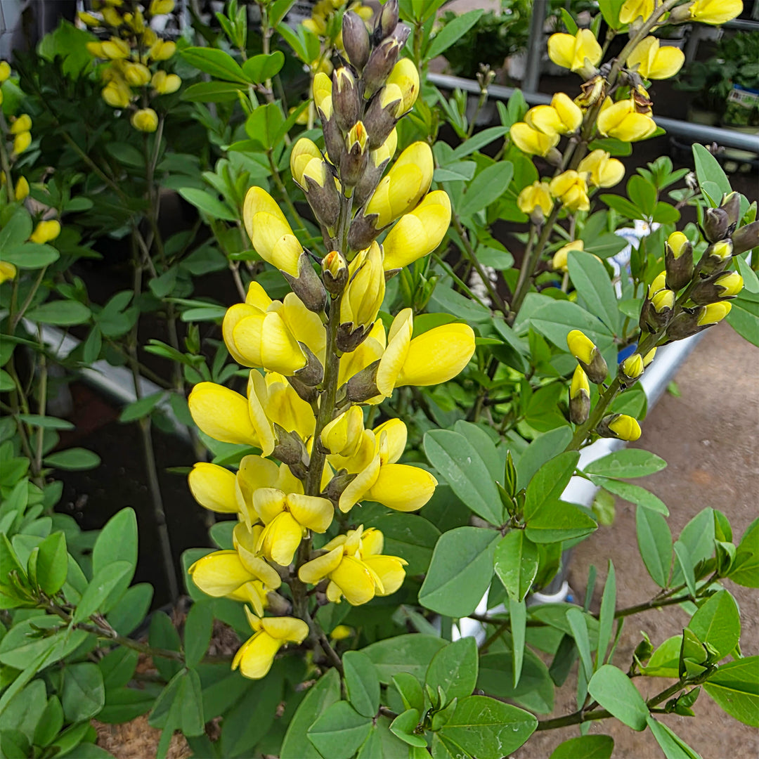 Lemon Meringue False Indigo