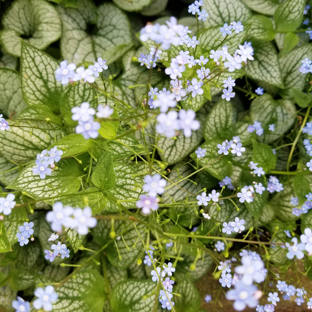 Jack Frost False Forget-Me-Not