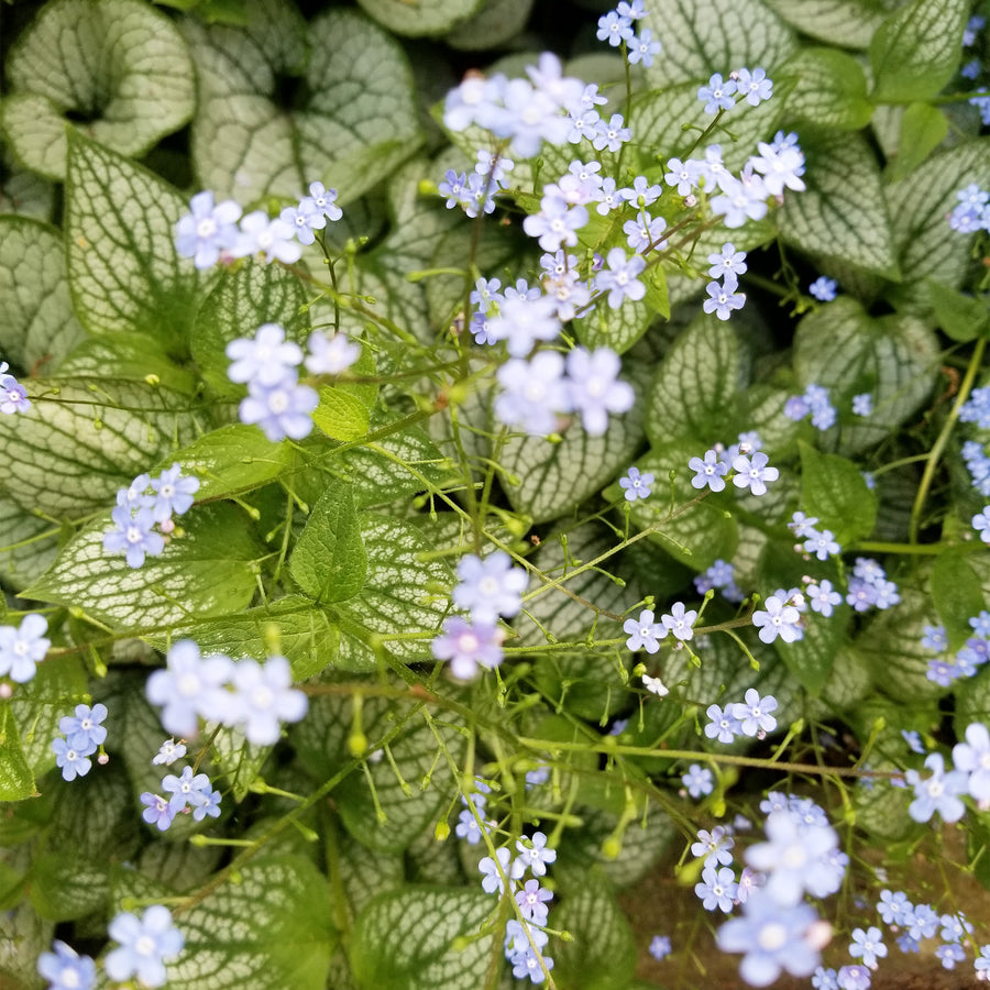 Jack Frost False Forget-Me-Not