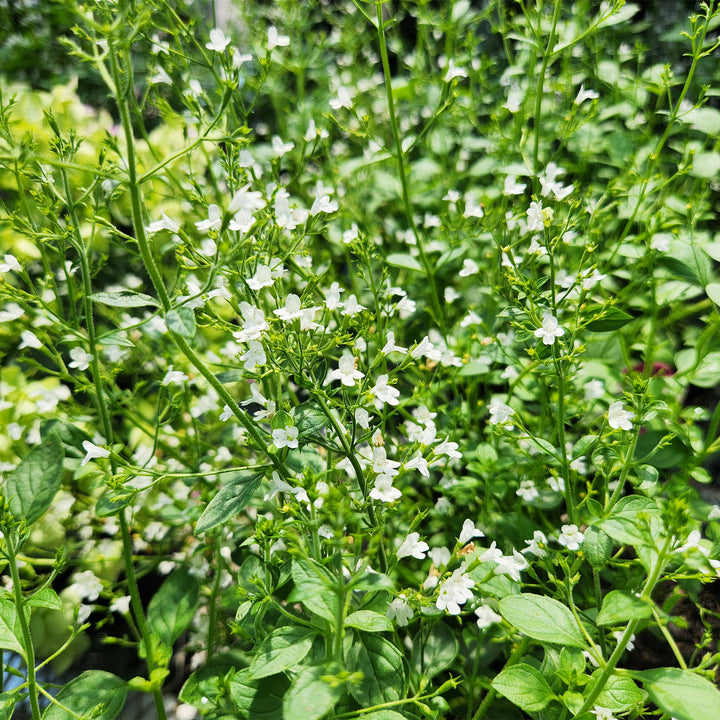 White Cloud Calamint