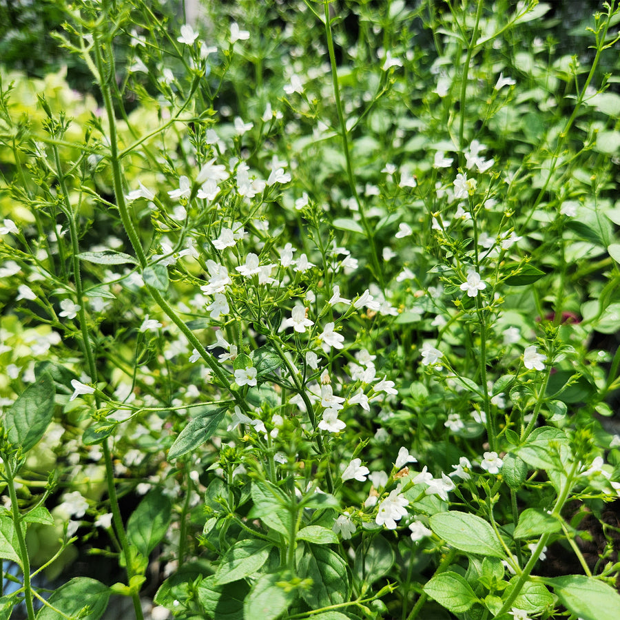 White Cloud Calamint