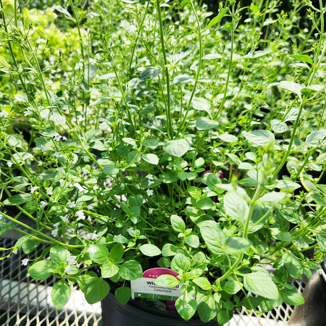 White Cloud Calamint