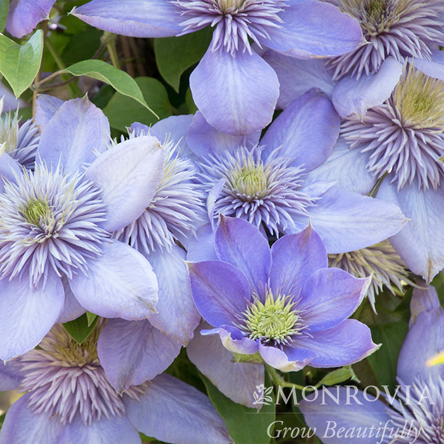 Blue Light Clematis