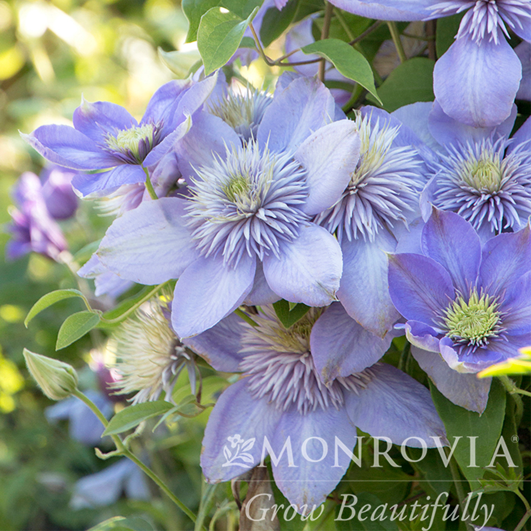 Blue Light Clematis
