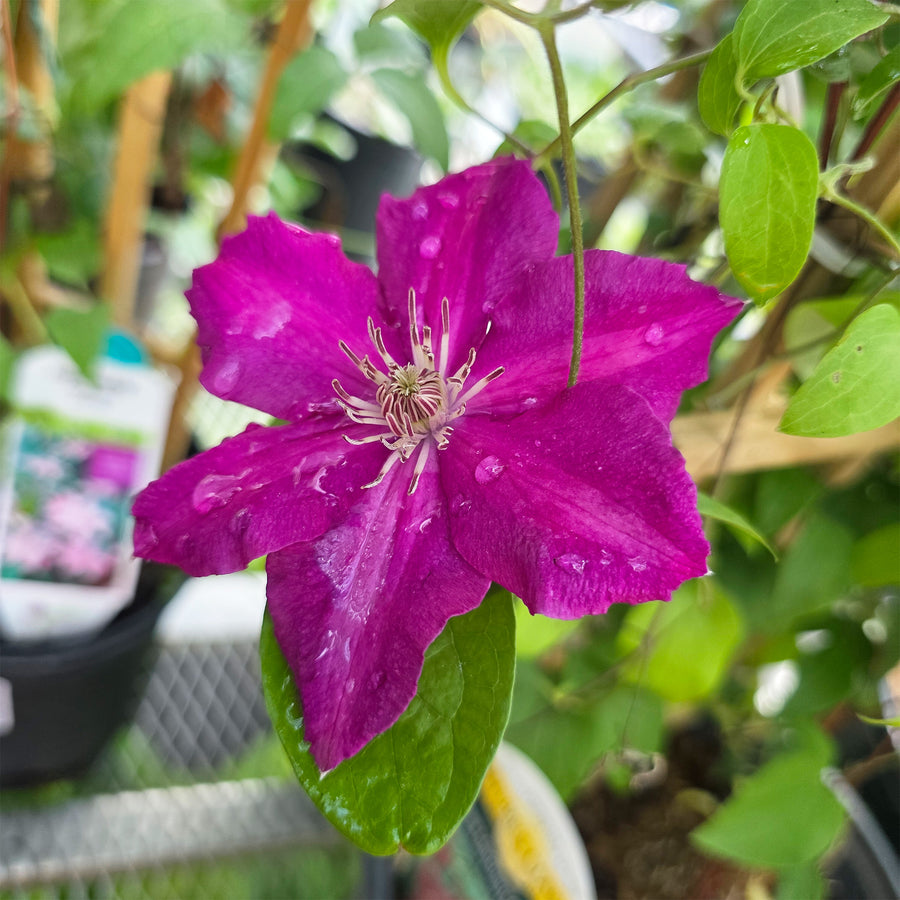 Ernest Markham Clematis