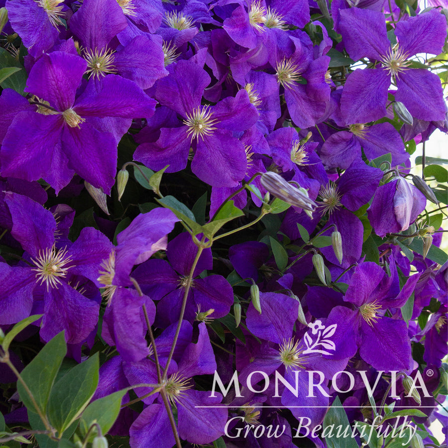 Superba Clematis