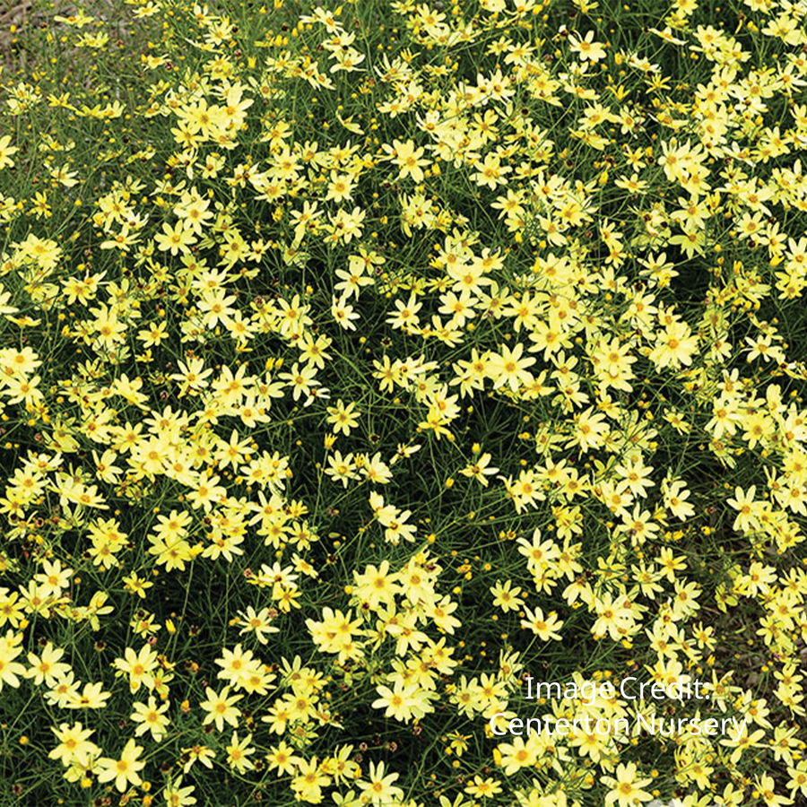 Moonbeam Tickseed