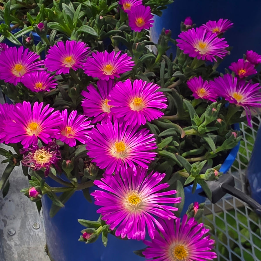 Ice Plant