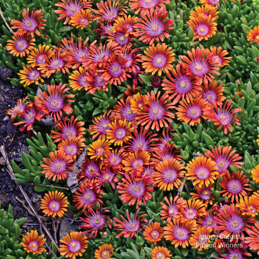 Fire Spinner Ice Plant
