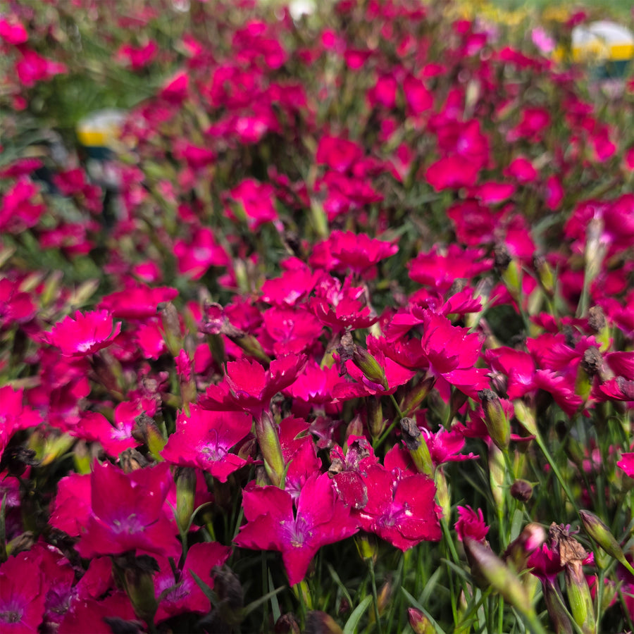 Kahori Pinks