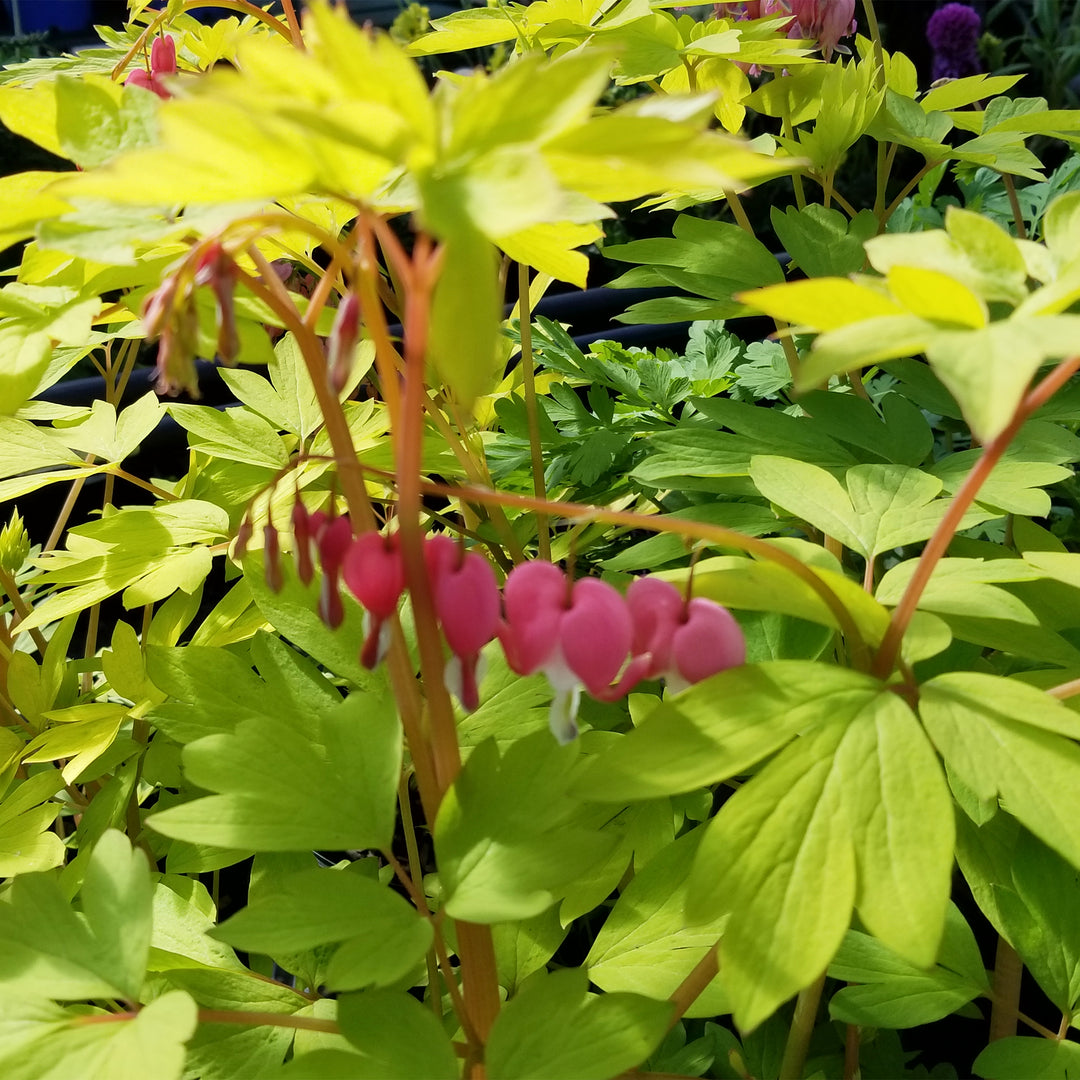 Gold Heart Bleeding Heart