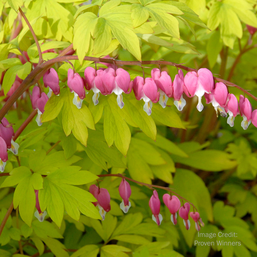 Gold Heart Bleeding Heart