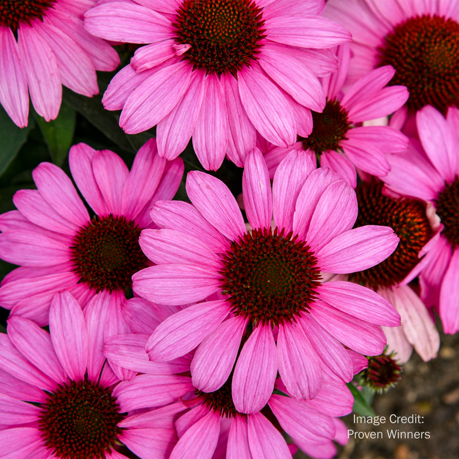 Fuchsia is Bright Coneflower