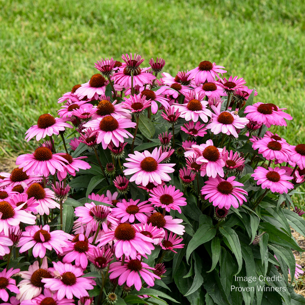 Fuchsia is Bright Coneflower